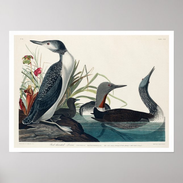 Röd-haltig diver från Audubon-Poster Poster (Framsidan)