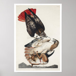 Röd hawk av Audubon Poster