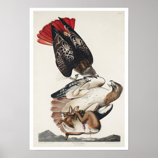 Röd hawk av Audubon Poster (Framsidan)