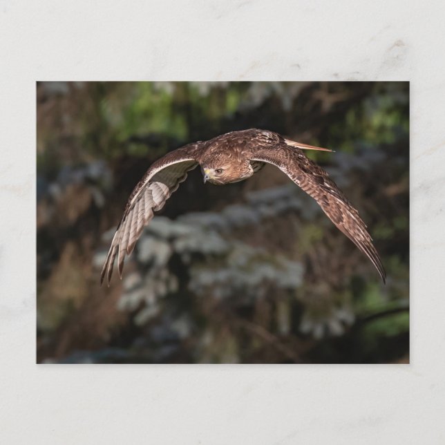 Röd hawk i attackläge vykort (Framsida)