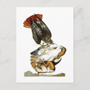 Röd hawk John James Audubon Birds America Vykort