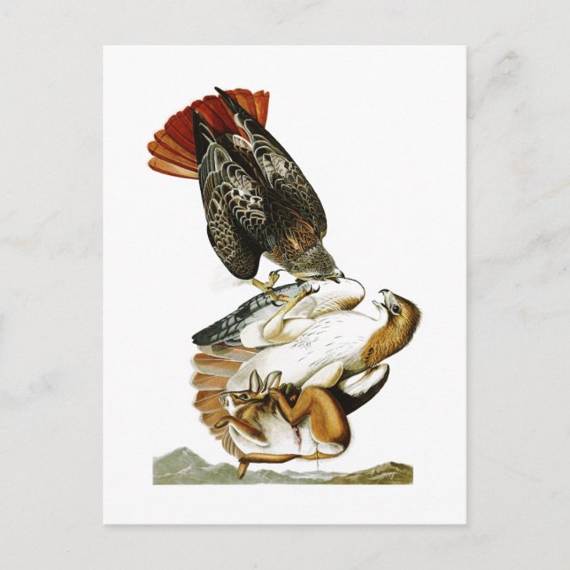Röd hawk John James Audubon Birds America Vykort (Framsida)