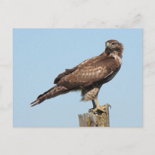Röd hawk-vykort vykort