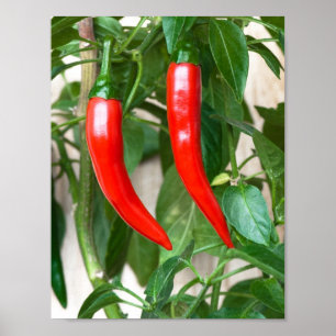 Röd het peppar poster