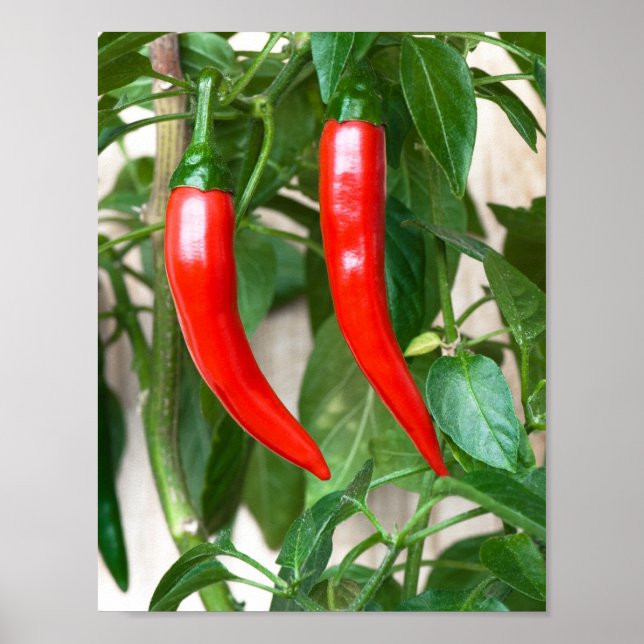 Röd het peppar poster (Framsidan)