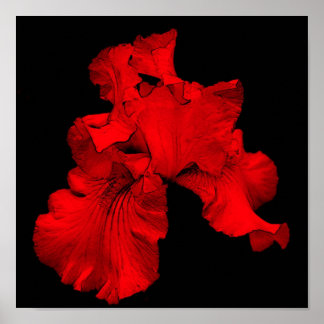 Röd Hett Bearded Iris Flower Poster