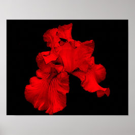 Röd Hett Bearded Iris Flower Poster