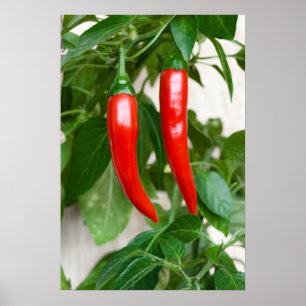 Röd hett peppar poster