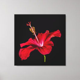 Röd Hibiscus Flower Side View Canvastryck