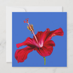 Röd Hibiscus Flower Side View Inbjudningar
