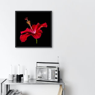 Röd Hibiscus Flower Side View Small Poster