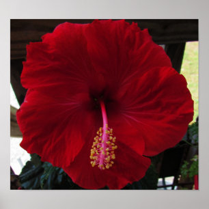 Röd Hibiscus Poster