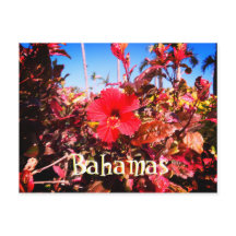 Röd hibiskus Bahamas