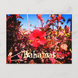 Röd hibiskus Bahamas Vykort