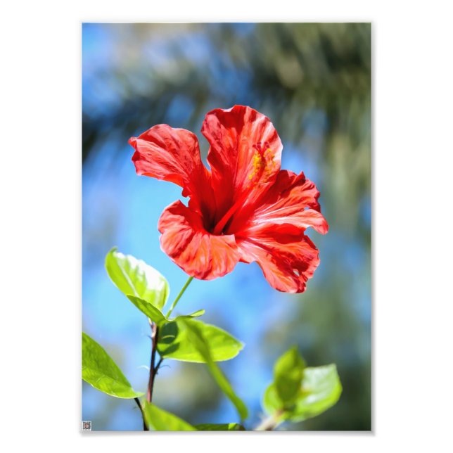 Röd hibiskus fototryck (Framsidan)