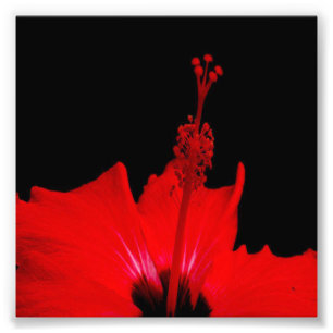 Röd hibiskus fototryck