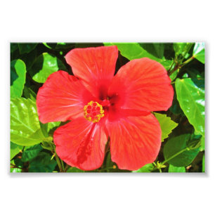 Röd hibiskus - fototryck