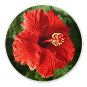 Röd hibiskus knopp