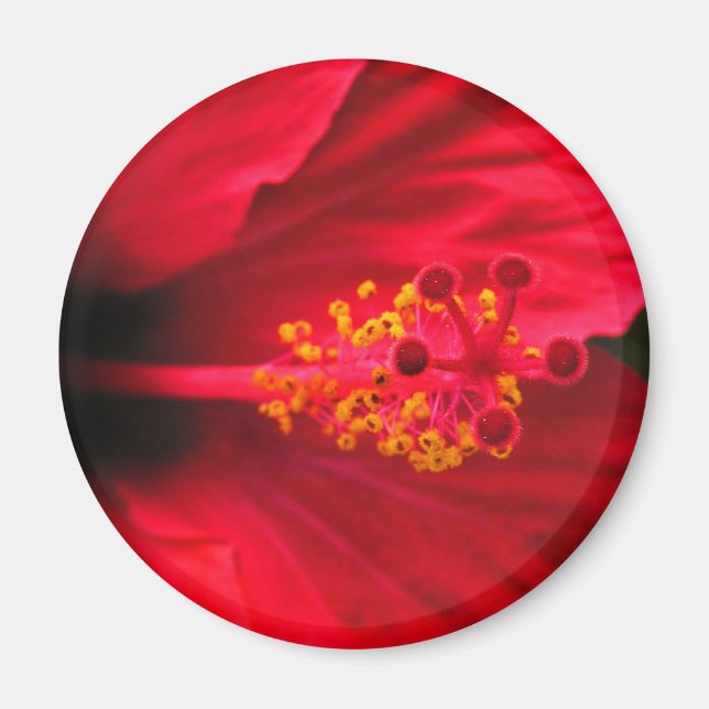 Röd hibiskus magnet (Framsidan)