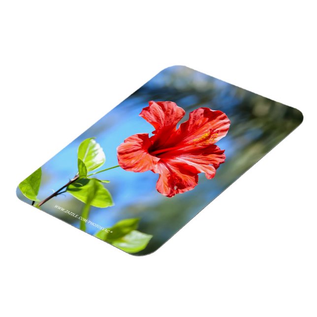 Röd hibiskus magnet (Vänstra Sidan)