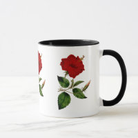 Röd hibiskus med den svart Ringermuggen