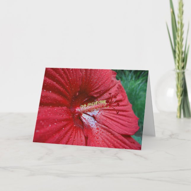Röd hibiskus med Raindrops Kort (Framsida)
