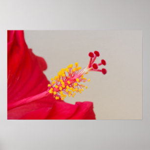 Röd hibiskus närbild på pistill och ståndare poster