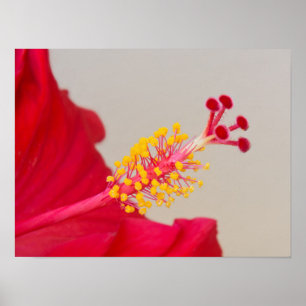 Röd hibiskus närbild på pistill och ståndare poster