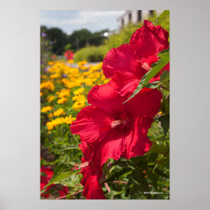 Röd hibiskus poster