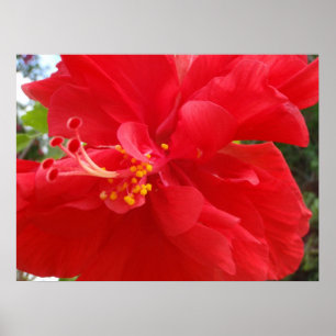 Röd hibiskus poster