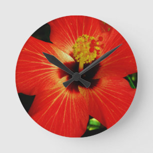 Röd hibiskus rund klocka