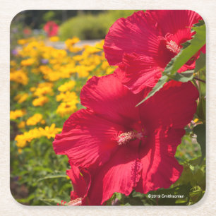 Röd hibiskus underlägg papper kvadrat