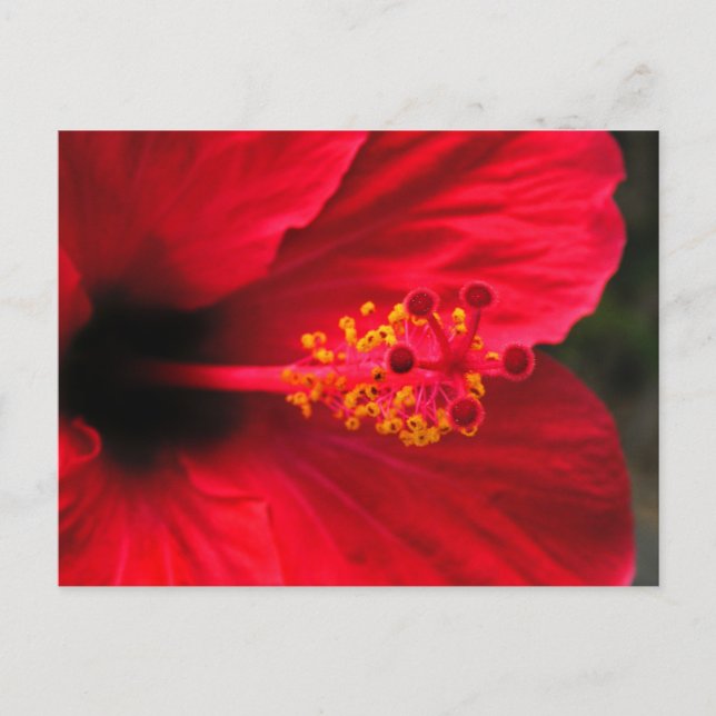Röd hibiskus vykort (Framsida)