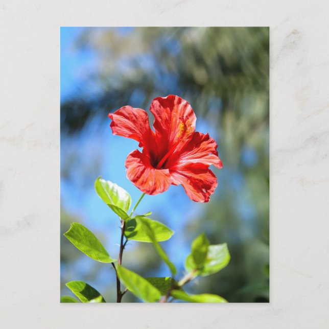 Röd hibiskus vykort (Framsida)