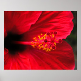 Röd Hibiskusaffisch Poster