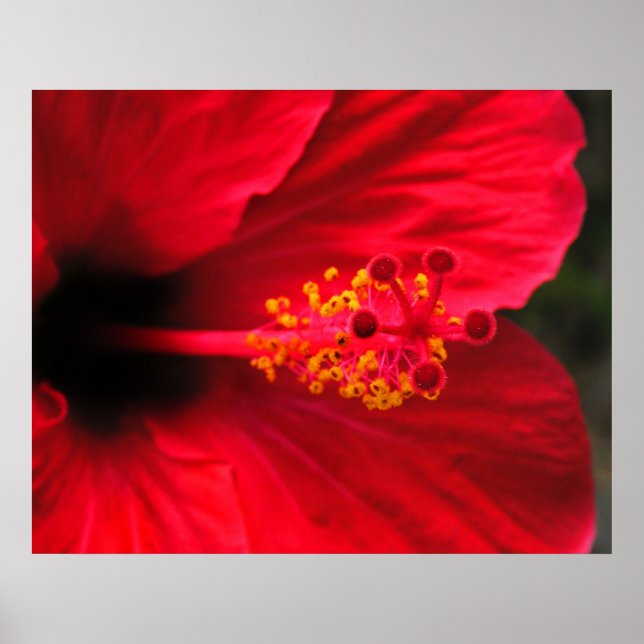Röd Hibiskusaffisch Poster (Framsidan)