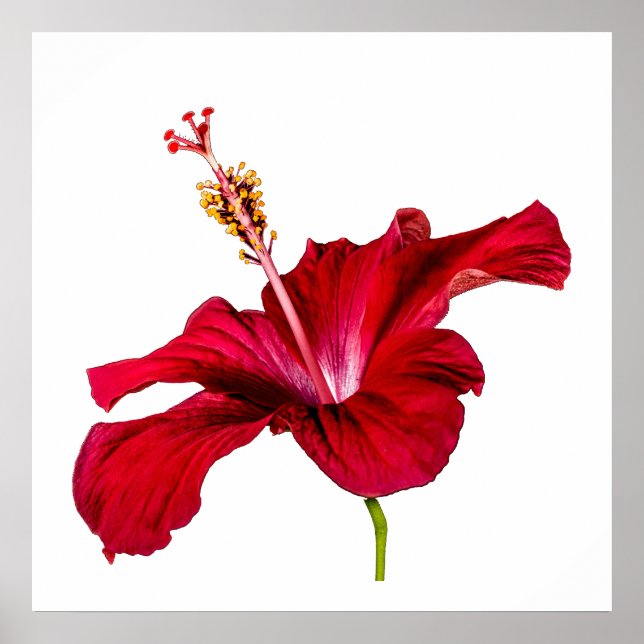 Röd hibiskusblomma Sidovytt på vit bakgrund Poster (Framsidan)