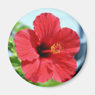 Röd hibiskusmagnet magnet