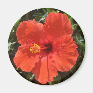 Röd hibiskusmagnet magnet