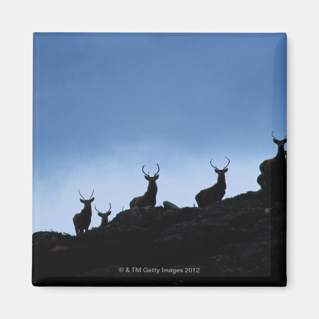 RÖD HJORT (CERVUS ELAPHUS) SILHOUETTED MOT MAGNET (Framsidan)