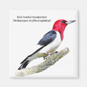 Röd-Hövdad hackspett Magnet