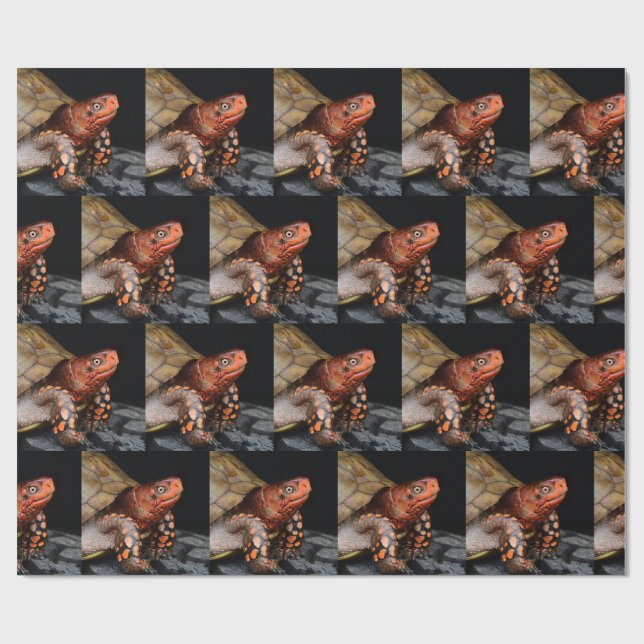 Röd huvud, Östra Box Turtle Presentpapper (Platt)