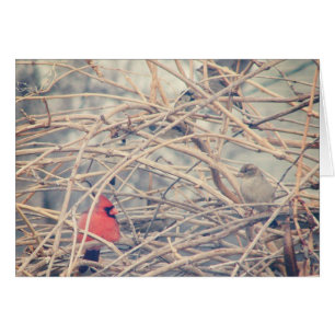 Röd i en Dreary Winter, kardinal och Sparrow OBS Kort