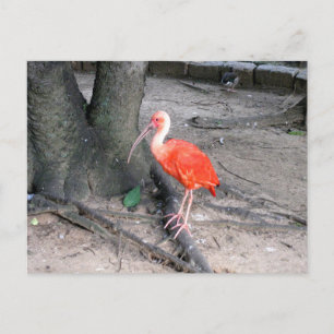 Röd Ibis Vilda Liv Fågel Natur Fotografi Vykort