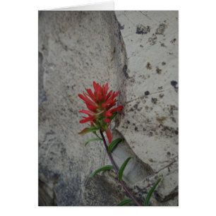 Röd indisk Paintbrushblomma OBS Kort