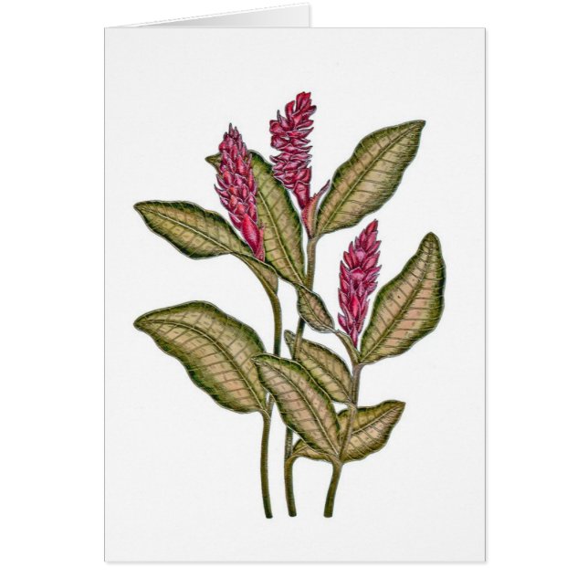 Röd ingefära hälsningskort (Framsidan)