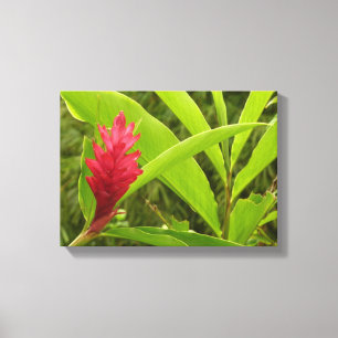 Röd ingefärsblomma (Alpinia) Tropisk Canvastryck
