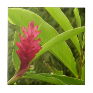 Röd ingefärsblomma (Alpinia) Tropisk Kakelplatta