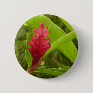 Röd ingefärsblomma (Alpinia) Tropisk Knapp