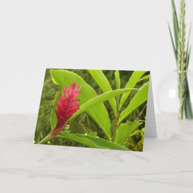 Röd ingefärsblomma (Alpinia) Tropisk Kort (Framsida)